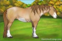 Horse Color:Bay Pearl Sabino Rabicano