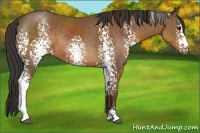 Horse Color:White Spotted Bay Sabino Rabicano