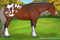 Horse Color:Silver Brown Appaloosa