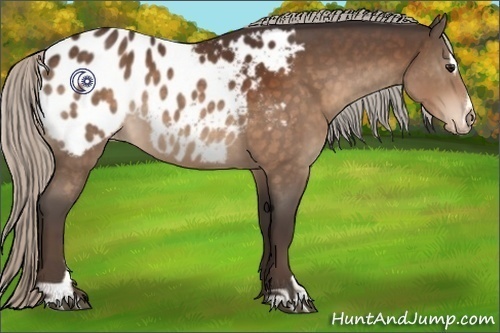 Horse Color:Silver Brown Sabino Appaloosa