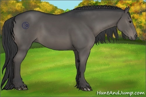 Horse Color:Black Sabino 