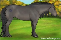 Horse Color:Black Sabino 