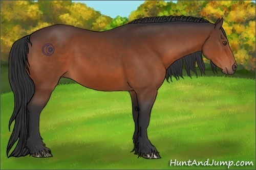 Horse Color:Brown 