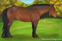 Horse Color:Brown 