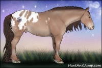 Horse Color:Classic Champagne Sabino Appaloosa 