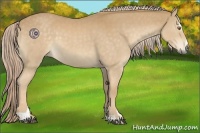 Horse Color:Palomino Sabino