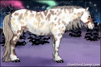 Horse Color:Silver Bay Roan Onyx Appaloosa