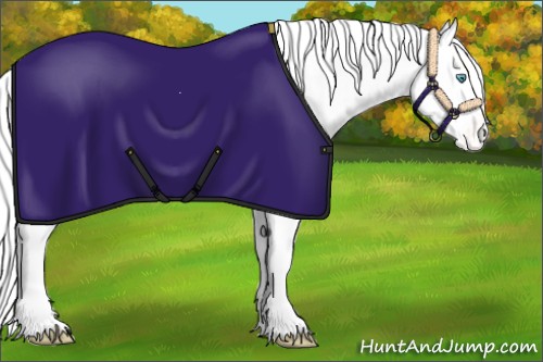 Horse Color:Amber Cream Champagne Pearl Appaloosa 