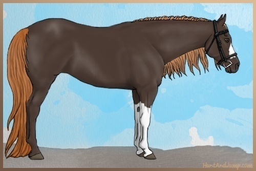 Horse Color:Liver Chestnut 
