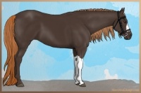 Horse Color:Liver Chestnut 