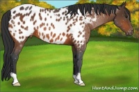 Horse Color:Bay Appaloosa 