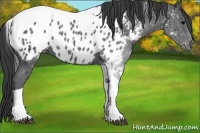 Horse Color:Black Tobiano Blanket