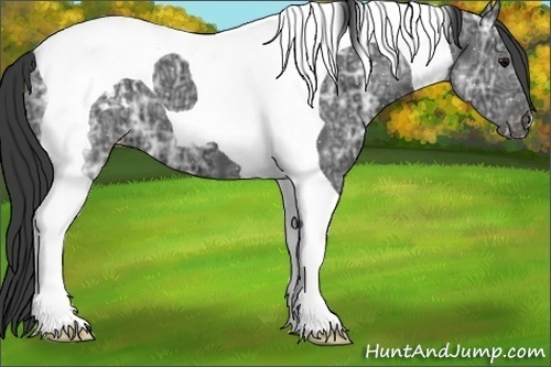 Horse Color:Black Ice Tobiano Blanket 