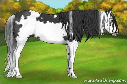 Horse Color:White Spotted Black Splash Frame