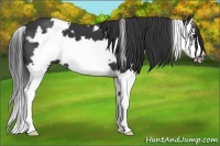Horse Color:White Spotted Black Splash Frame 