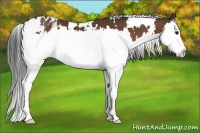 Horse Color:White Spotted Bay Splash Appaloosa