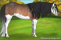 Horse Color:Bay Splash Rabicano