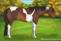 Horse Color:Brown Tobiano Rabicano