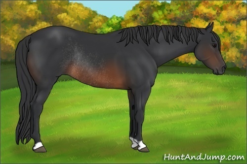 Horse Color:Brown Rabicano 