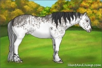 Horse Color:White Spotted Grullo Sabino Splash  and White Spotted Grullo Sabino Splash Frame 