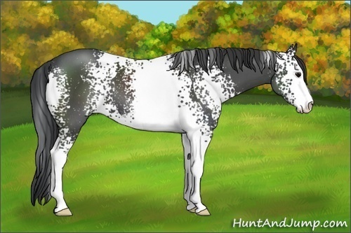 Horse Color:White Spotted Black Sabino