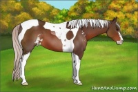 Horse Color:Silver Brown Sabino Tobiano 