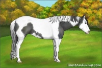 Horse Color:Black Sabino Splash Tobiano 