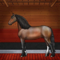 Horse Color:Brown Sabino Rabicano