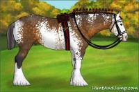 Horse Color:White Spotted Buckskin Sabino 