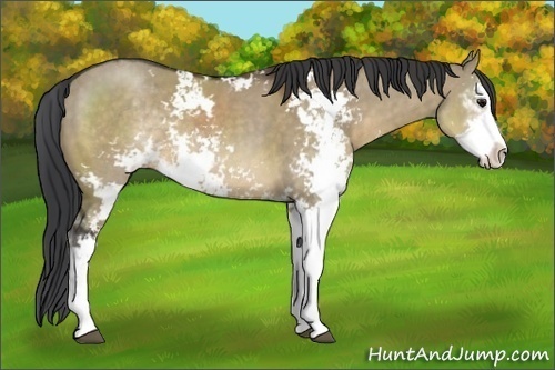 Horse Color:Brown Dun Sabino