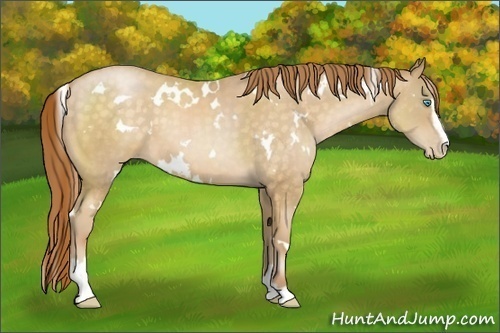 Horse Color:White Spotted Buckskin Pearl Sabino 