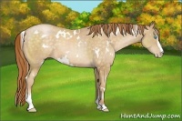 Horse Color:White Spotted Buckskin Pearl Sabino 