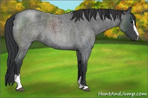 Horse Color:Blue Roan Sabino 