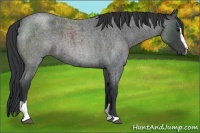 Horse Color:Blue Roan Sabino