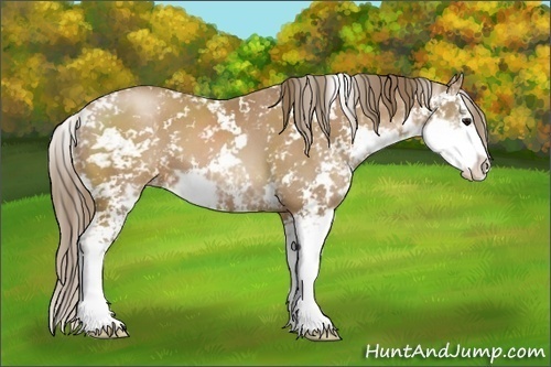 Horse Color:Black Pearl Sabino