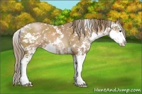 Horse Color:Black Pearl Sabino