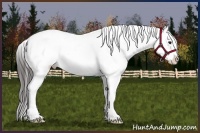 Horse Color:Smoky Black Sabino