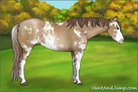 Horse Color:Black Pearl Sabino Rabicano 
