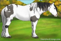 Horse Color:Grullo Sabino Splash  and Grullo Sabino Splash 