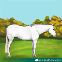 Horse Color:Chestnut Appaloosa Rabicano