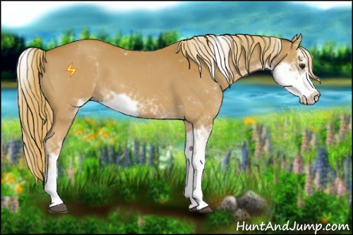 Horse Color:Chestnut Sabino 