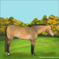 Horse Color:Buckskin Rabicano 