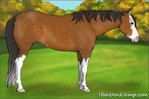 Horse Color:Buckskin Sabino Splash