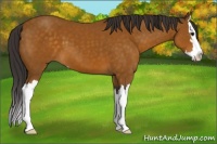 Horse Color:Buckskin Sabino Splash 