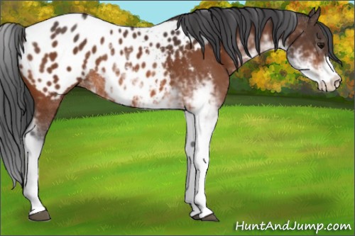 Horse Color:Bay Sabino Appaloosa
