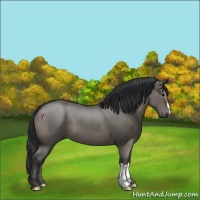 Horse Color:Grullo