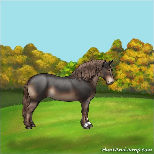 Horse Color:Liver Chestnut 