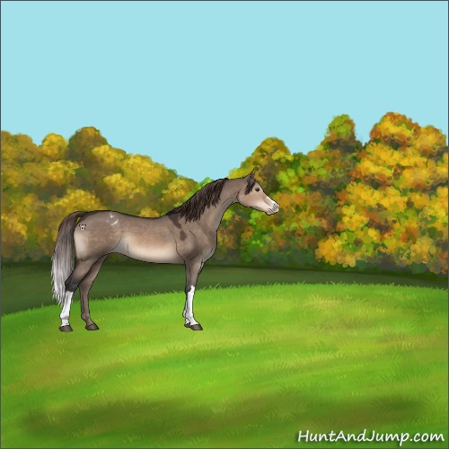 Horse Color:Brown Dun Appaloosa 