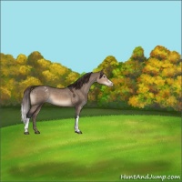 Horse Color:Brown Dun Appaloosa
