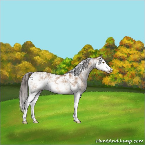 Horse Color:Sable Champagne Sabino Appaloosa 